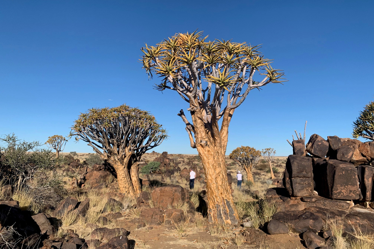 Zwischen Wüste und Weite: meine Namibia-Reise